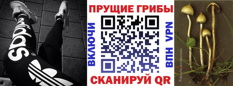 купить   darknet формула  Галлюциногенные грибы прущие грибы  Серафимович 